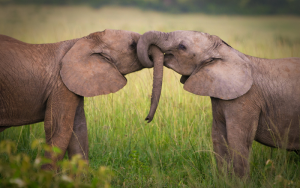 Luxury Tanzania Safari Holidays, Tanzania Safari Holidays