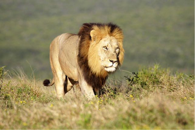 lion
