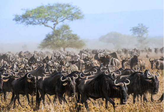 migration
