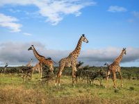tanzania-2