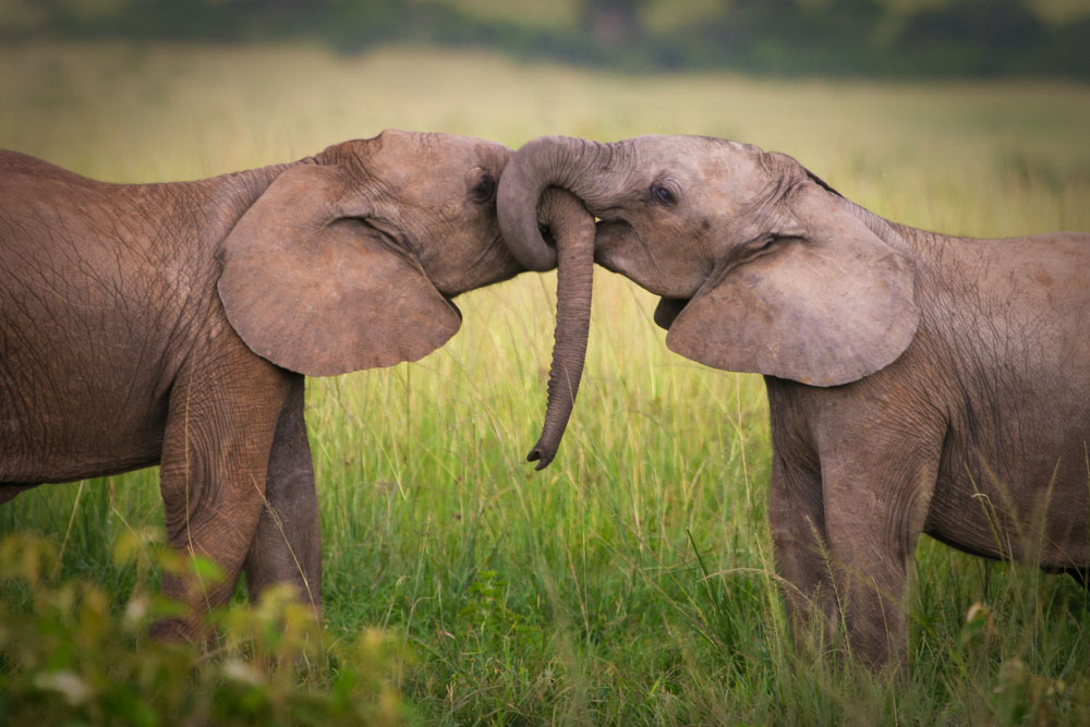 african-honeymoon-safaris-elephants
