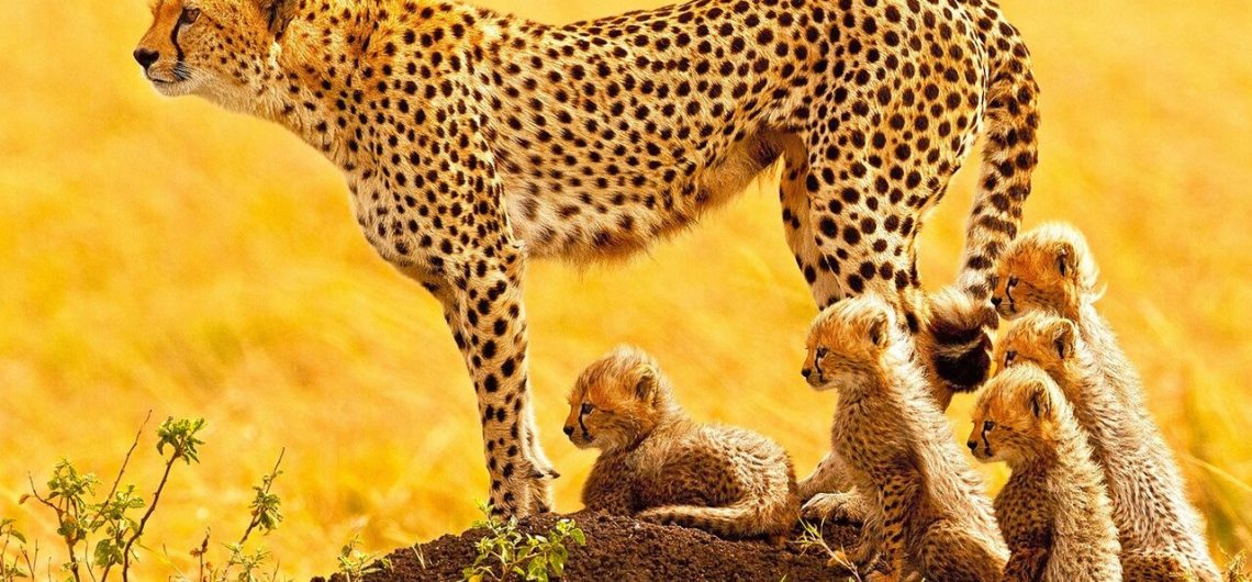 Female Cheetah with newborn cubs