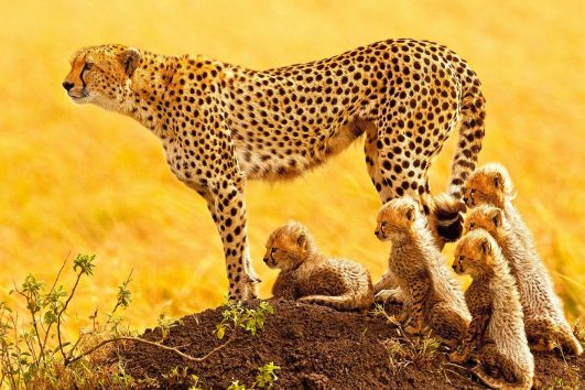 Female Cheetah with newborn cubs