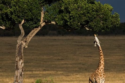 Giraffe feeding from a tree