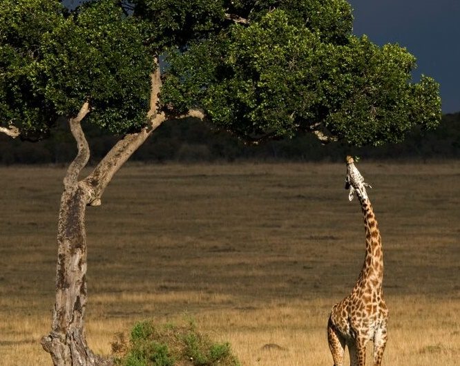 Giraffe feeding from a tree