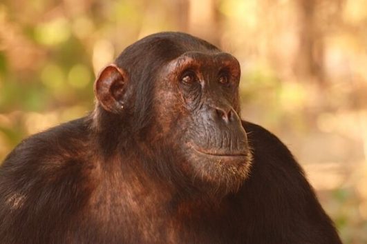 Male Chimpanzee