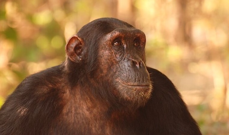 Male Chimpanzee