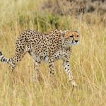 Cheetah hunting