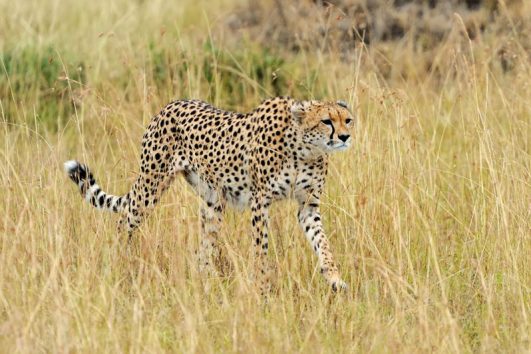 Cheetah hunting