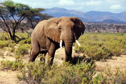 Elephant with big tusks