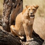 Lioness on a tree