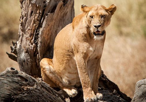 Lioness on a tree