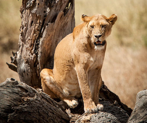 Lioness on a tree