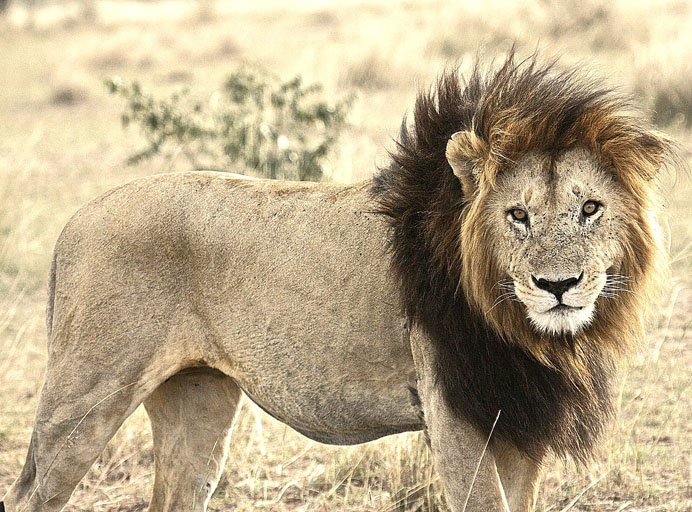 Lion with dark mane