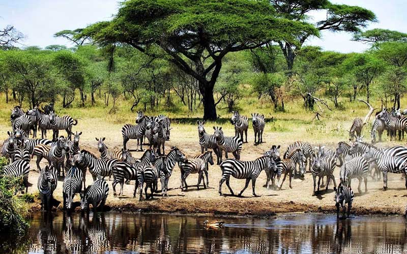ultimate luxury safari experience