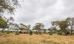 Tents at Kuro Tarangire