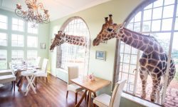 Two giraffes through the window