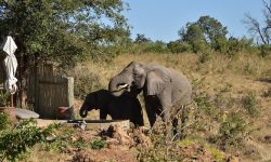 elephants-drinking-at-ngoma-pool