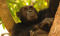 gombechimps_primate