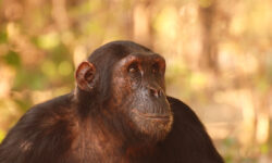 gombechimps_walking_safari