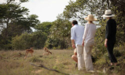 Phinda_Forest_walking2.jpg