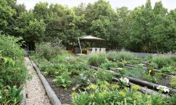 saxon-veggarden1new