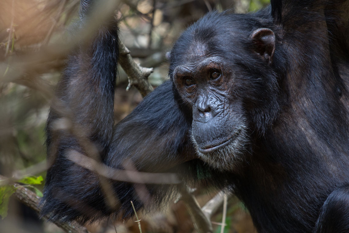 Chimpanzees in Tanzania