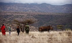 guided-walks-in-the-conservancy