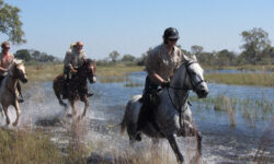 horses-1-2