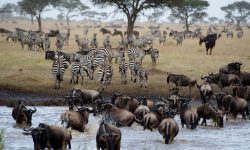 Zebras and Wildebeest crossing the River