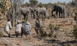 Elephant Song 3