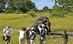 Elephant mudbath