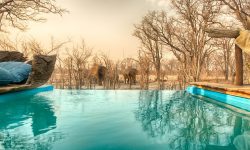 Hyena Pan - Splash Pool with Ele's