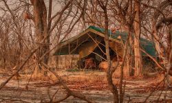 Hyena Pan - Tent