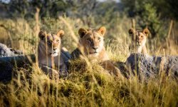 Africa; Botswana; Okavango Delta; Sanctuary Chief's Camp