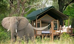 Sanctuary Stanleys Camp tent deck elepant