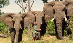 Walking with Elephant