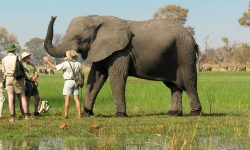 Walking with Elephant