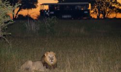 Game drive on the Imvelo Elephant Express