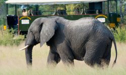 Elephant Express - Zimbabwe