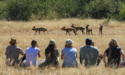 walking safari in Hwange