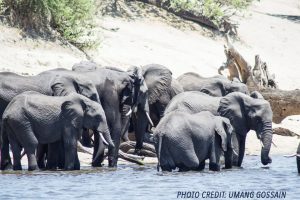 chobe elephants