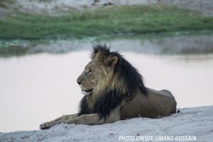 lion