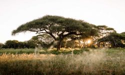Sanctuary-Swala-Tarangire-3