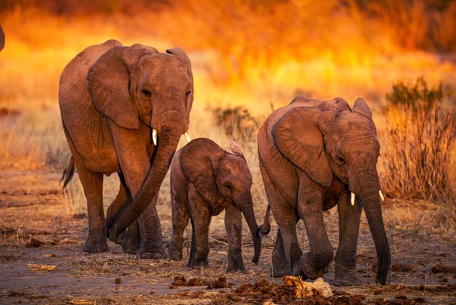 South Tanzania Safari Retreat