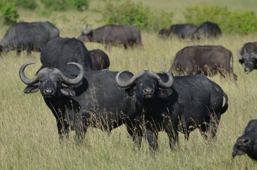 Buffalo Buffalo