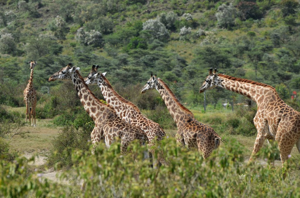 Giraffe Giraffe