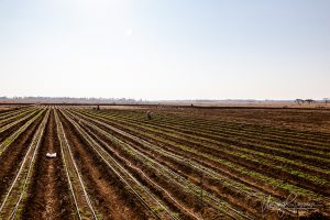 Lingfield farm Gweru