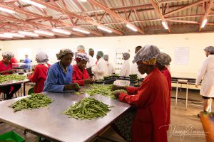 Mangetout packaging at Lingfield Farm