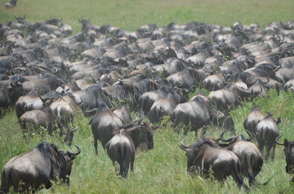 Wildebeest Migration